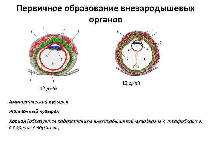 Первичное образование внезародышевых органов 12 дней 13 дней Амниотический пузырек Желточный пузырек Хорион (образуется