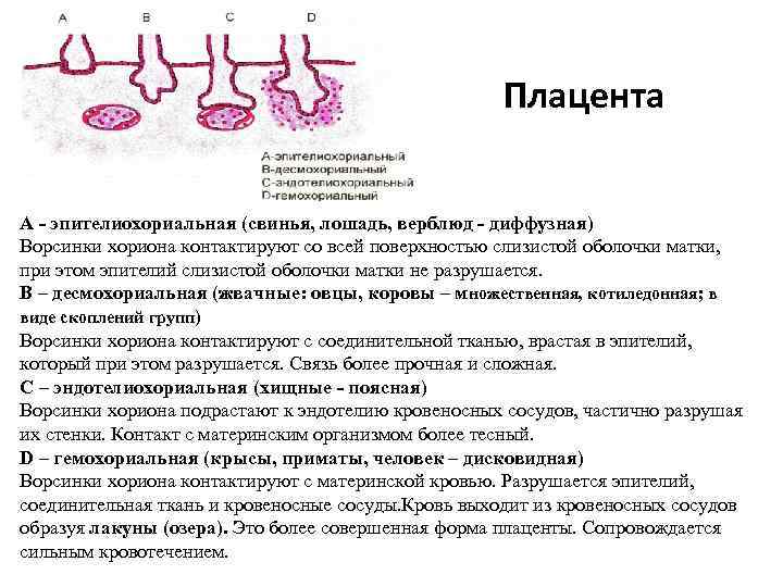 Плацента А - эпителиохориальная (свинья, лошадь, верблюд - диффузная) Ворсинки хориона контактируют со всей