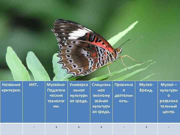 Название критерия. ИКТ. - Музейно- Универса Специаль Проектна Педагоги льная я ческие культурн околому