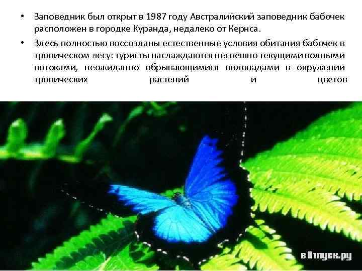  • Заповедник был открыт в 1987 году Австралийский заповедник бабочек расположен в городке