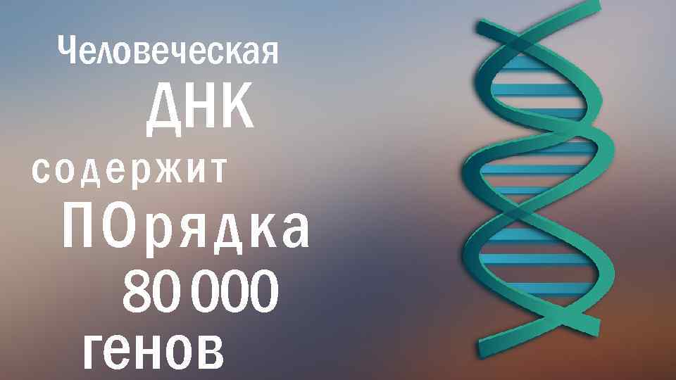 Человеческая ДНК содержит ПОрядка 80 000 генов 