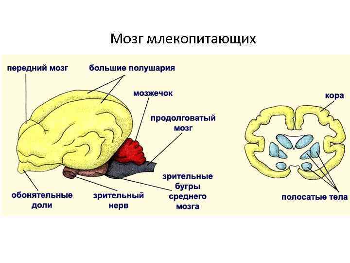 Рисунок на котором представлен мозг млекопитающего