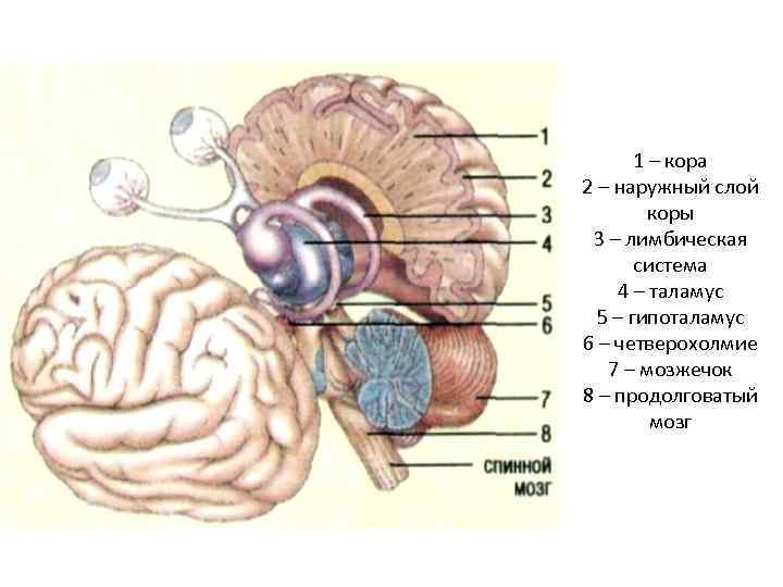 1 – кора 2 – наружный слой коры 3 – лимбическая система 4 –