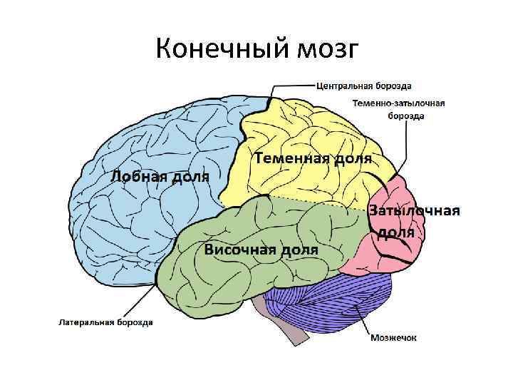 Конечный мозг 