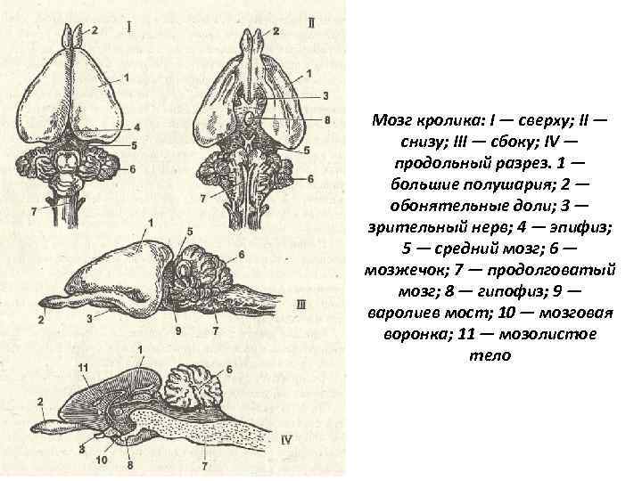 Установи рисунок на котором представлен мозг млекопитающего