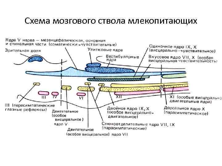 Схема мозгового ствола млекопитающих 