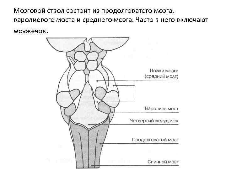 Продолговатый мозг рисунок