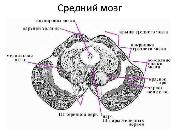 Средний мозг 