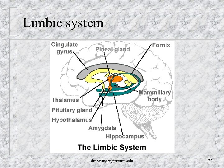 Limbic system dmessinger@miami. edu 20 