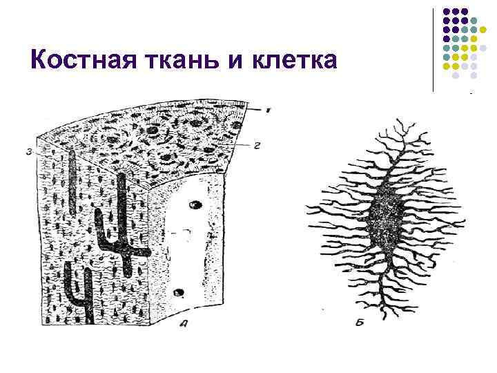 Костная ткань и клетка 