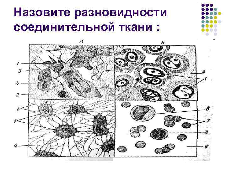 Соединительная ткань рисунок