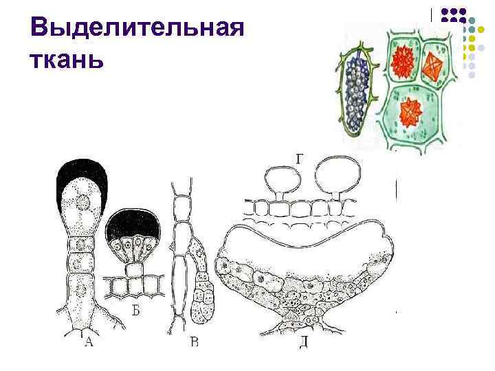 Выделительная ткань растений рисунок