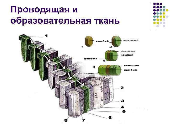Проводящая и образовательная ткань 