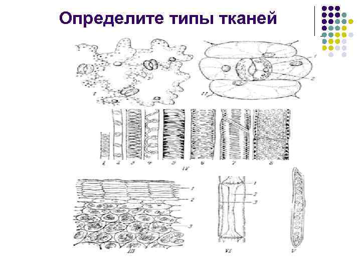 Определите типы тканей 
