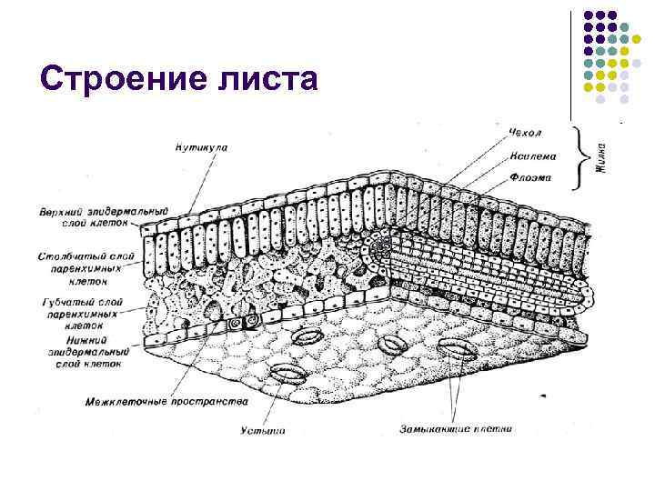 Строение листа 