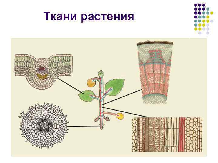 Рисунок ткани растений 6 класс. Корчагина ботаника ткани растений. Ткани покрытосеменных растений. Ткани растений задания. Ткани растений схема.