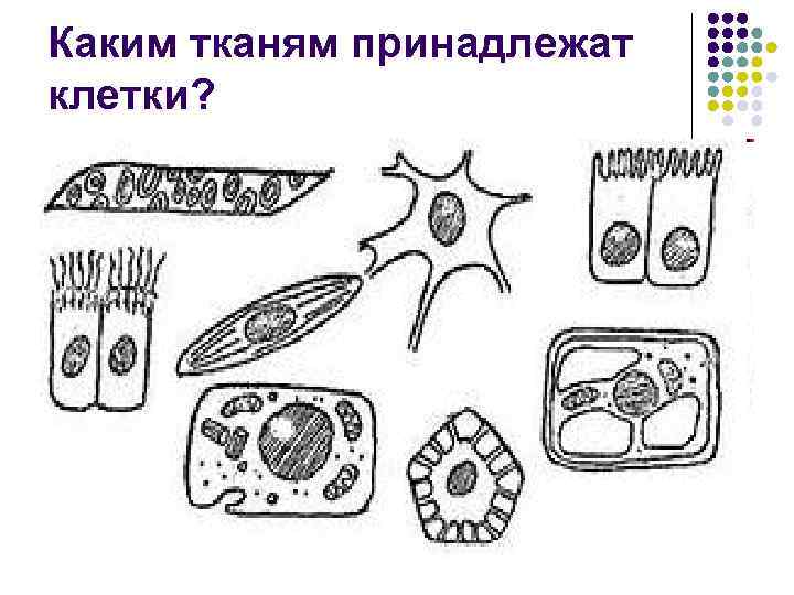 Каким тканям принадлежат клетки? 