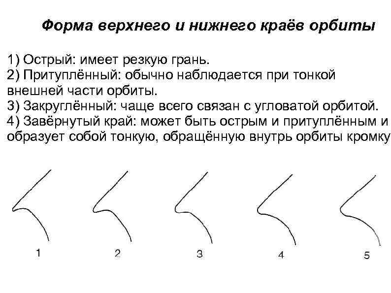 Форма верхнего и нижнего краёв орбиты 1) Острый: имеет резкую грань. 2) Притуплённый: обычно