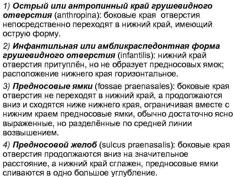 1) Острый или антропинный край грушевидного отверстия (anthropina): боковые края отверстия непосредственно переходят в