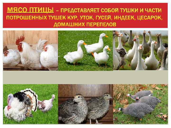 МЯСО ПТИЦЫ – ПРЕДСТАВЛЯЕТ СОБОЙ ТУШКИ И ЧАСТИ ПОТРОШЕННЫХ ТУШЕК КУР, УТОК, ГУСЕЙ, ИНДЕЕК,