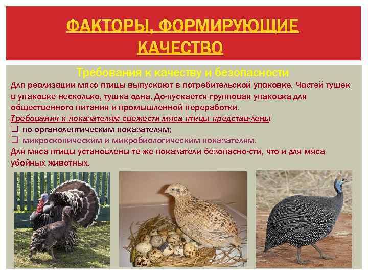 ФАКТОРЫ, ФОРМИРУЮЩИЕ КАЧЕСТВО Требования к качеству и безопасности Для реализации мясо птицы выпускают в