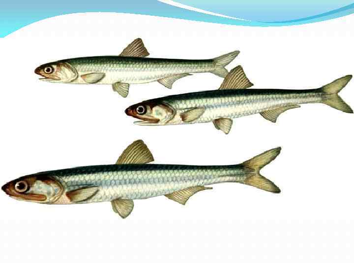 Мелкая рыба семейства. Сельдеобразные рыбы. Сельдеобразные семейство рыбы семейства. Семейство анчоусовых представители. Анчоусы семейство рыб.