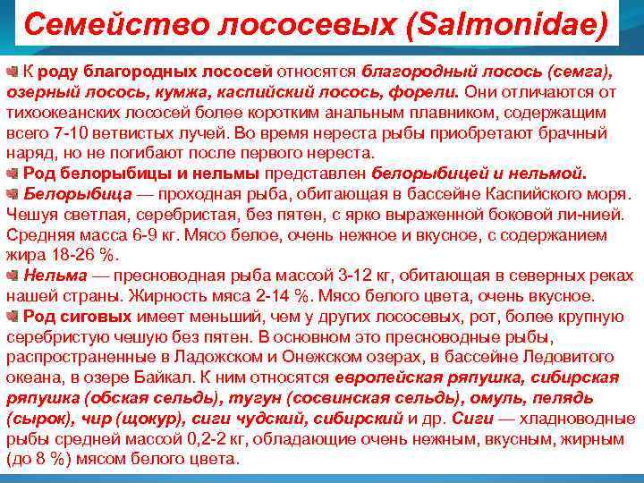 Семейство лососевых (Salmonidae) К роду благородных лососей относятся благородный лосось (семга), озерный лосось, кумжа,