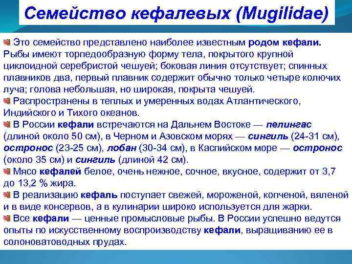 Семейство кефалевых (Mugilidae) Это семейство представлено наиболее известным родом кефали. Рыбы имеют торпедообразную форму