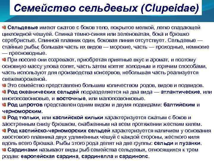 Семейство сельдевых (Clupeidae) Сельдевые имеют сжатое с боков тело, покрытое мелкой, легко спадающей циклоидной