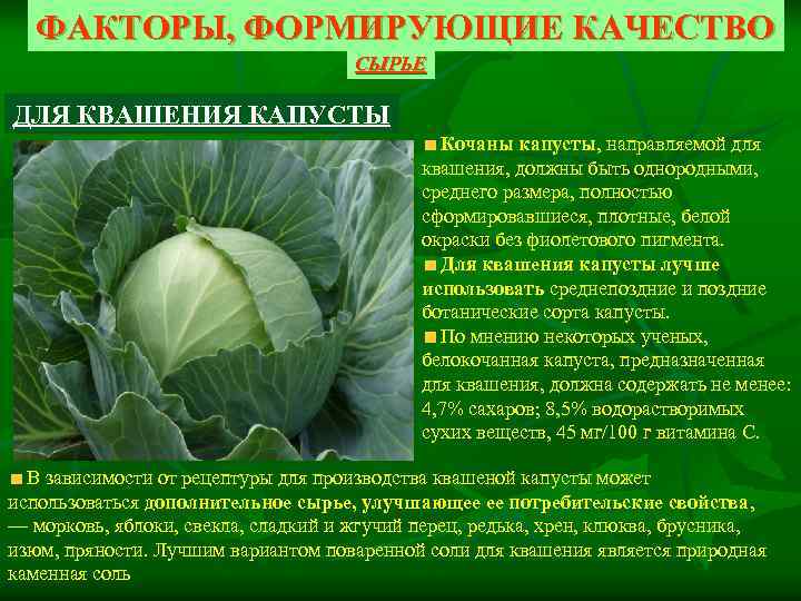 ФАКТОРЫ, ФОРМИРУЮЩИЕ КАЧЕСТВО СЫРЬЕ ДЛЯ КВАШЕНИЯ КАПУСТЫ Кочаны капусты, направляемой для квашения, должны быть