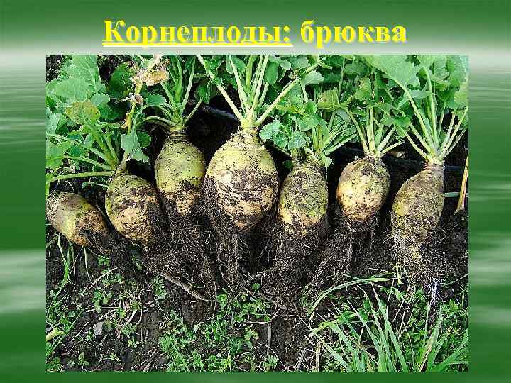 Корнеплоды: брюква 