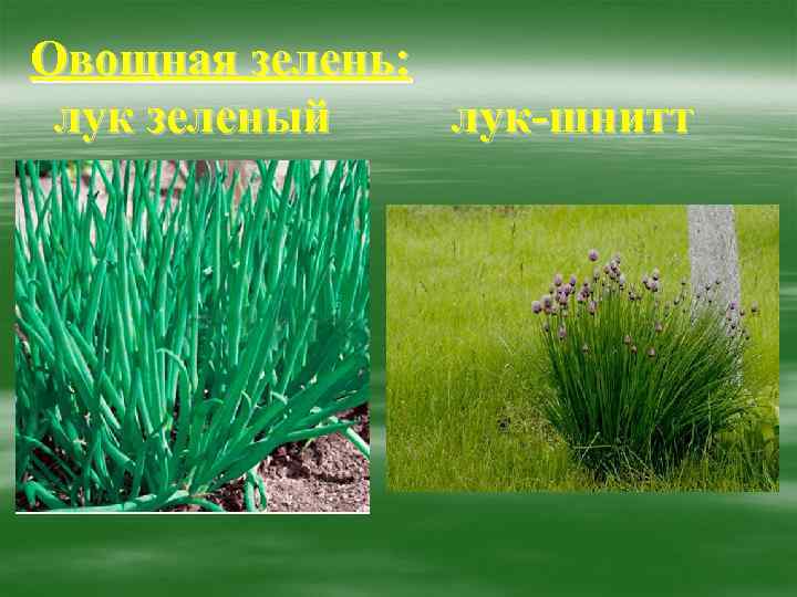 Овощная зелень: лук зеленый лук-шнитт 