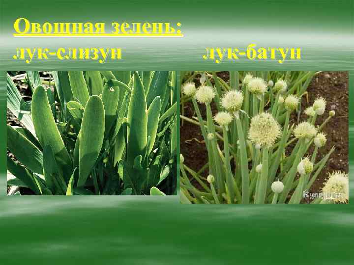 Овощная зелень: лук-слизун лук-батун 