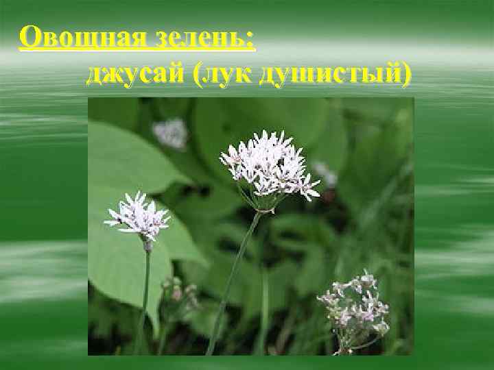 Овощная зелень: джусай (лук душистый) 