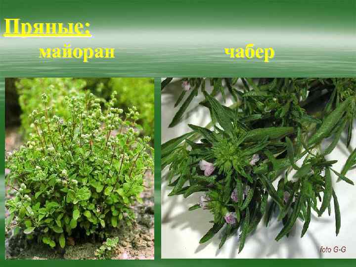 Пряные: майоран чабер 