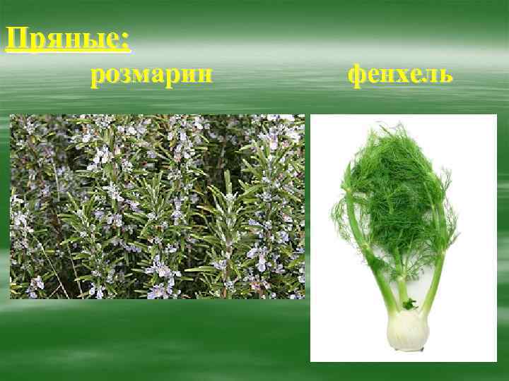 Пряные: розмарин фенхель 