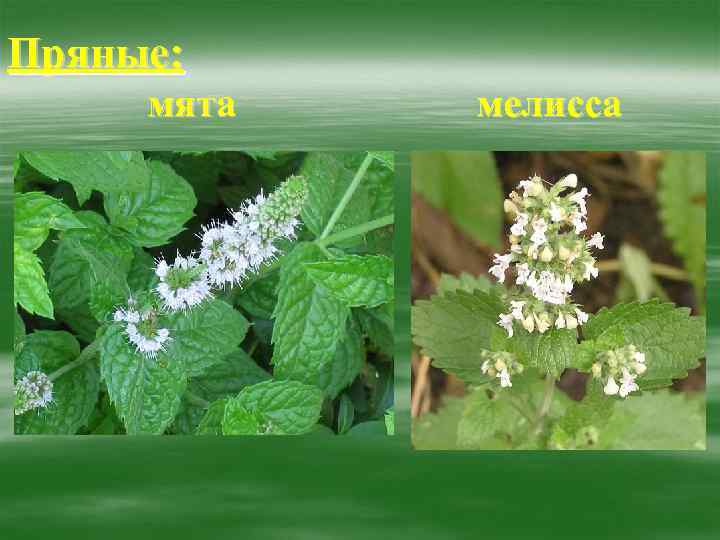 Пряные: мята мелисса 