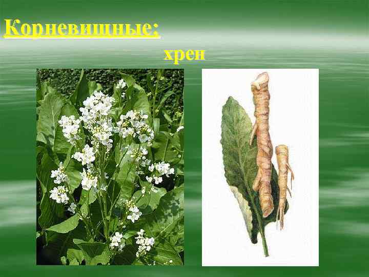 Корневищные: хрен 