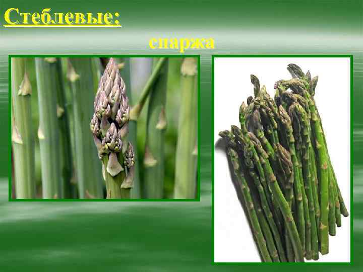Стеблевые: спаржа 