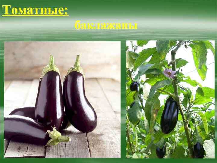 Томатные: баклажаны 