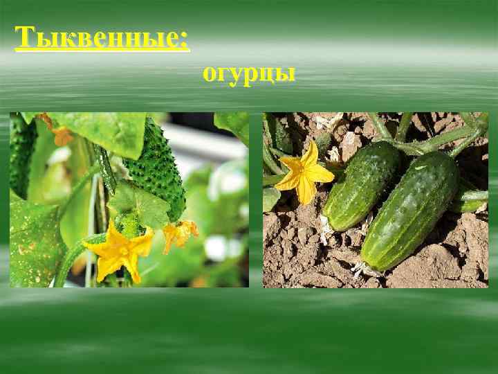 Тыквенные: огурцы 