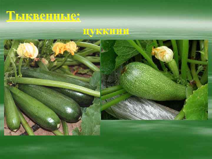 Тыквенные: цуккини 