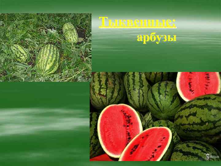 Тыквенные: арбузы 