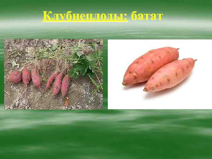 Клубнеплоды: батат 