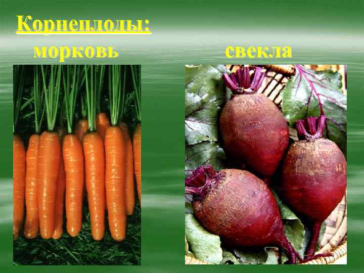 Корнеплоды: морковь свекла 