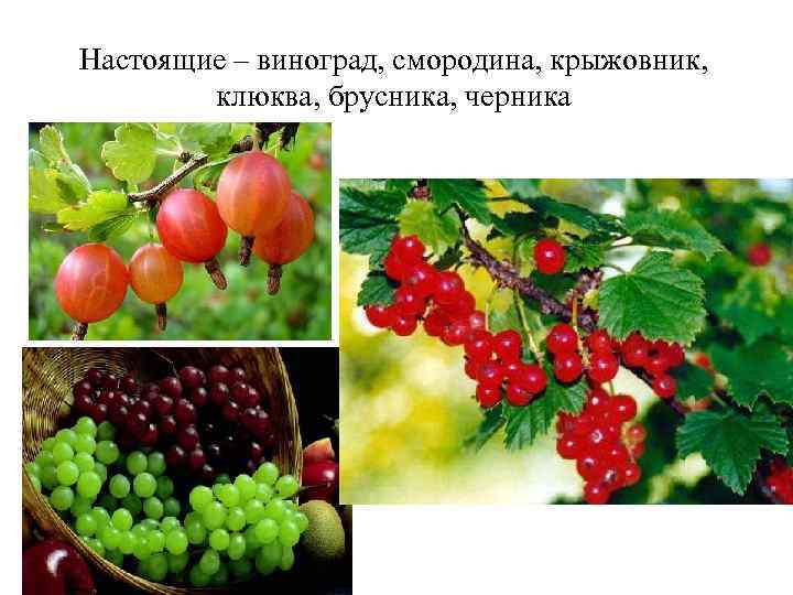 Настоящие – виноград, смородина, крыжовник, клюква, брусника, черника 