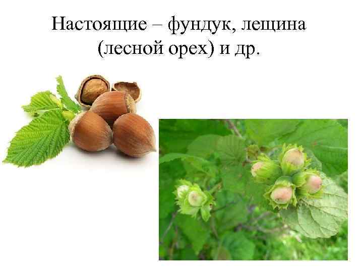 Настоящие – фундук, лещина (лесной орех) и др. 