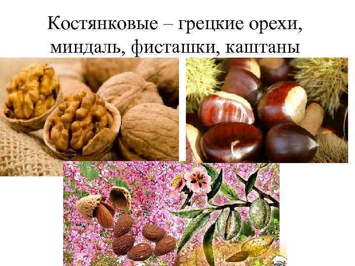 Костянковые – грецкие орехи, миндаль, фисташки, каштаны 