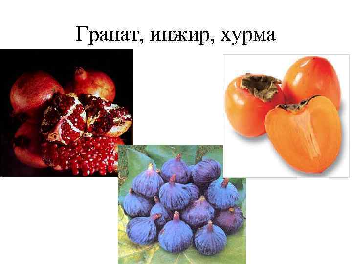 Гранат, инжир, хурма 