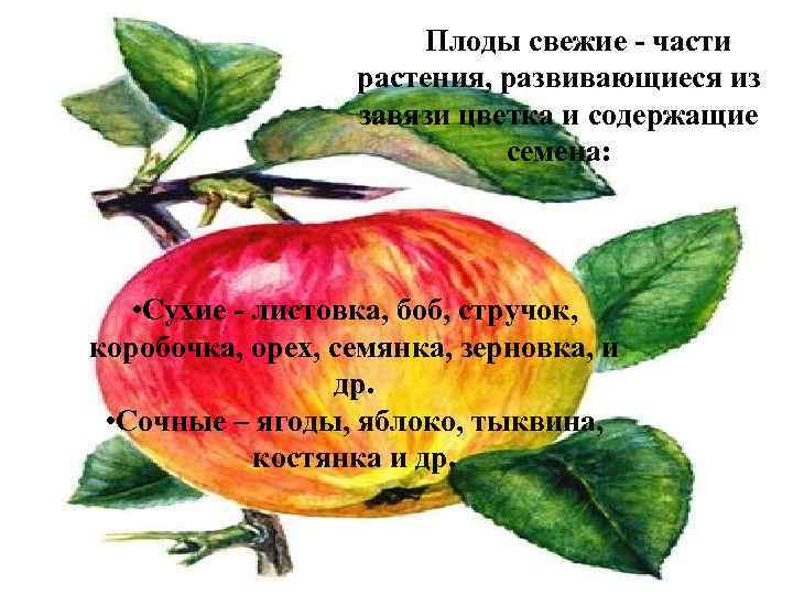 Плоды свежие - части растения, развивающиеся из завязи цветка и содержащие семена: • Сухие